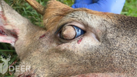 Deer developed HAIRY EYEBALLS due to rare, baffling condition