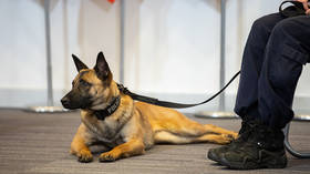 ‘It’s our ethical duty’: Poland seeks to introduce retirement benefits for police dogs & horses