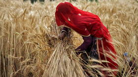 India on track to have its largest wheat harvest ever