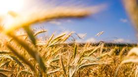 Russia boosts agricultural exports amid Covid pandemic