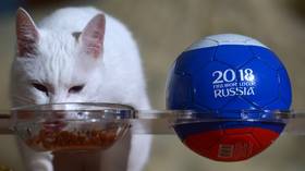 Hermitage 'oracle cat' to return to predict results of Euro 2020 matches in St. Petersburg