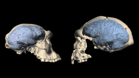 Modern brains evolved 1.7m years ago in Africa, study finds, after examining skulls of mankind’s ancient ancestors