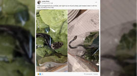 ‘Never seen anything like this’: Shocked Australian finds VENOMOUS SNAKE in Aldi lettuce