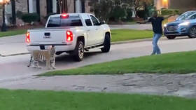 Texas man arrested after his BENGAL TIGER is spotted roaming Houston neighborhood, big cat still on the loose (VIDEOS)