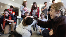 Barking mad: Therapy dogs & puppy rooms are turning university students into toddlers