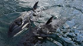 Russia planning new ban on capturing whales & dolphins, prime minister announces, in wake of orca ‘whale jail’ outcry in Far East