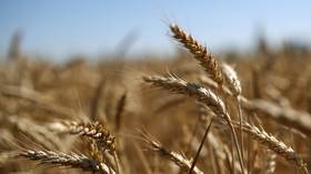 Russia & Qatar to sign deals on grain and meat supply at St. Petersburg Economic Forum