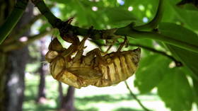 Media bug-pushers REALLY want the public to eat ‘delicious’ cicadas, but FDA warns off allergic insect-lovers
