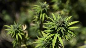 Hundreds of plants labeled ‘cannabis’ appear in French shops, likely due to ‘lack of knowledge’ of the law – gendarmerie