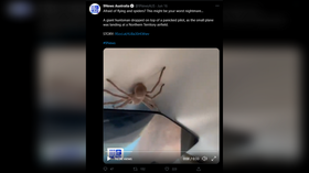 Flying nightmare: Giant spider drops onto Australian pilot during landing (VIDEO)