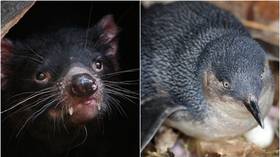 ‘Catastrophic impact’: Tasmanian devils ‘wipe out’ large penguin colony on Australian island as animal introduction goes wrong