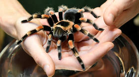 Hope for IBS sufferers as new study suggests synthetic TARANTULA VENOM could help treat condition