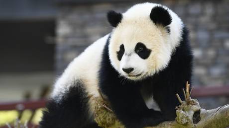 A giant panda cub in a zoo in Rhenen, the Netherlands, May 2021. © Piroschka van de Wouw/ANP/AFP