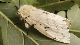 As gypsy moths are renamed due to ‘racial slur’, who or what will the language police target next?