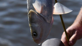 Asian Carp fish is renamed as ‘Invasive Carp’ in US over concerns about ‘cultural insensitivity’