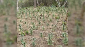 Police in Catalonia bust two huge illegal cannabis farms in national park, 2 days after major Europol op (VIDEO)