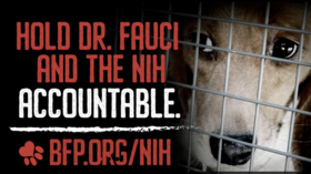 Fauci hammered by Beagle Freedom Project, threatened with lawsuit over gruesome dog experiments
