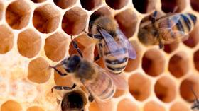 Некоторые тропические пчелы начали отдавать предпочтение сырому мясу, а не нектару