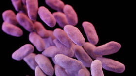 Gut bacteria that can improve memory discovered