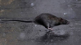 PETA tells New Yorkers how they should treat rats