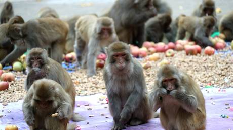 Rhesus monkeys at a Chinese nature preserve © Global Look Press / Wang Zhongju