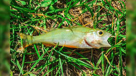‘Fishy’ phenomenon as city hit by ‘animal rain’