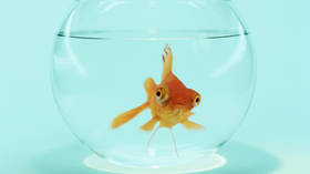 Goldfish learn how to drive (VIDEOS)
