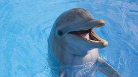‘Killer Zionist dolphins’ claim gets attention in Israel
