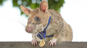 Landmine-sniffing ‘hero rat’ dies