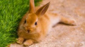 Killer virus leaves bunnies bleeding to death en masse