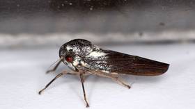Scientist makes ‘once in a lifetime’ insect discovery