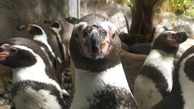 Gay penguins become foster parents
