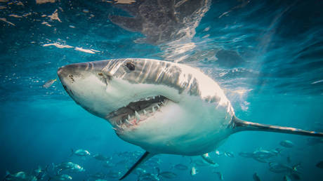 Great White Shark. © Brad Leue / Barcroft Media via Getty Images / Barcroft Media via Getty Images
