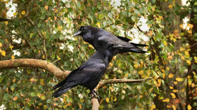 Crows trained for street-cleaning operations