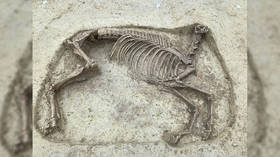 Archeologists find horse beheaded in ‘unknown burial ritual’