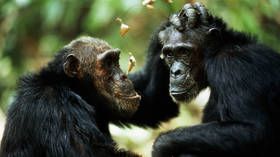 Chimps do what we thought only humans could, study reveals