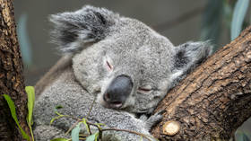 Australia declares koalas ‘endangered species’