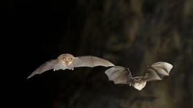 New coronaviruses found in bats
