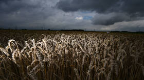 Russian wheat exports plunge