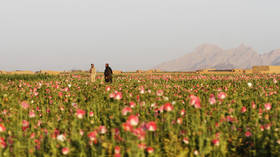 Taliban bans poppy cultivation