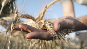 Russia ups wheat export tax to historic high