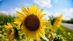 Supermarkets limit cooking oil purchases due to Ukraine crisis