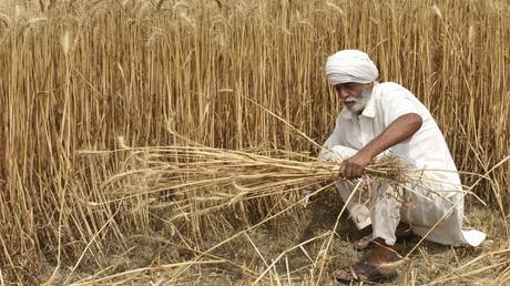 An Indian farmer harvests wheat crop.  © AFP / Narinder Nanu