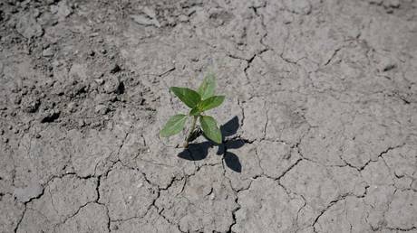 A wild plant on a soil cracked by drought during in southern France. © AFP / Nicolas Tucat