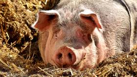 Doctor reveals reason behind pig heart transplant recipient’s death