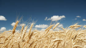 World wheat prices hit record high