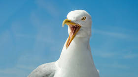 Shoplifting seagull wanted for knocking off Tesco