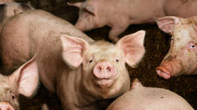 Austrian pork prices skyrocketing