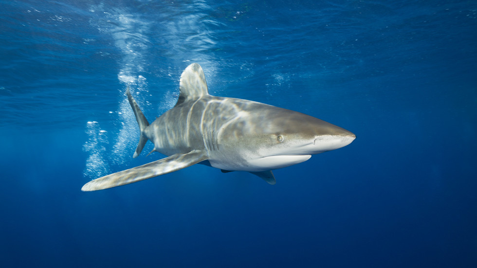 Second girl killed by shark in Crimson Sea — RT World Information