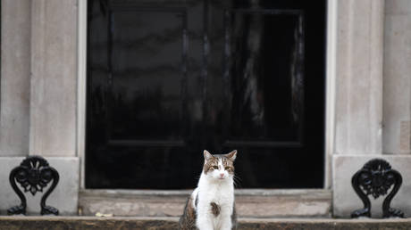 Larry the cat sits outside 10 Downing Street, September 15, 2021, London, UK